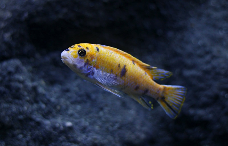 Labeotropheus trewavasae 'Border'